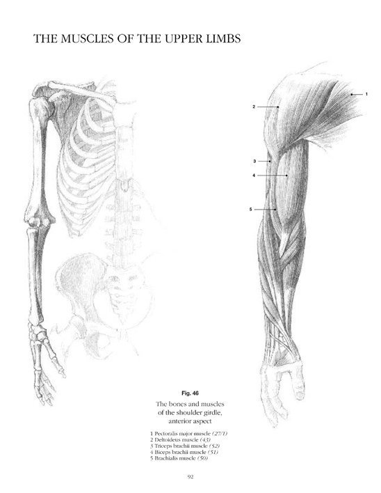 Anatomy Drawing School Human Body Buy Book Online