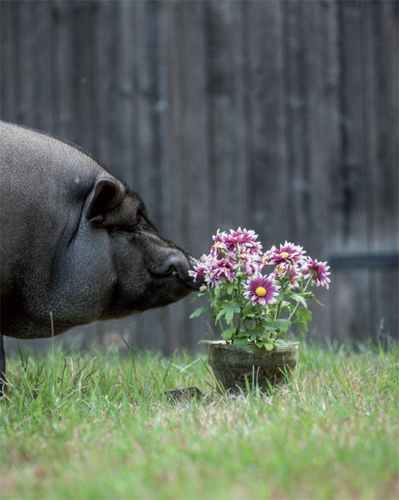 Leseprobe Das Schweinebuch