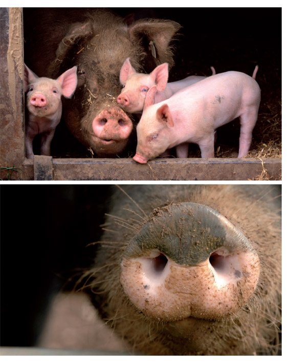 Leseprobe Das Schweinebuch