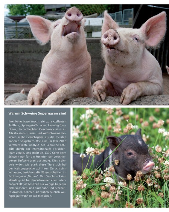Leseprobe Das Schweinebuch