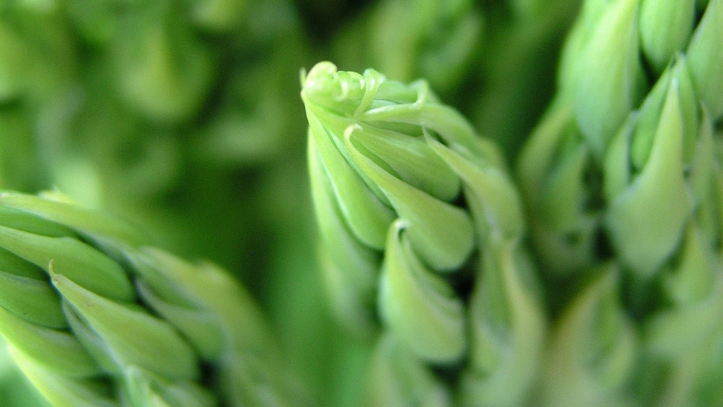 Frische Spargelstangen sind gesund und lecker!