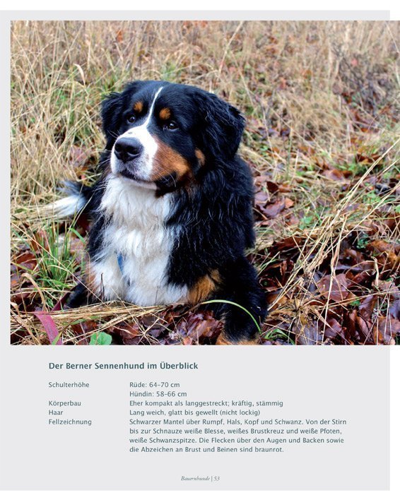 Leseprobe Das Hundebuch