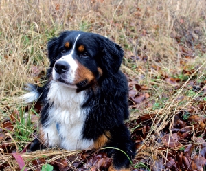 Idealer Berghund - Der Berner Sennenhund, © Fotolia