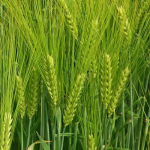 Ob Weizen, Roggen oder Dinkel - viele Getreidearten eignen sich für Mehl.
