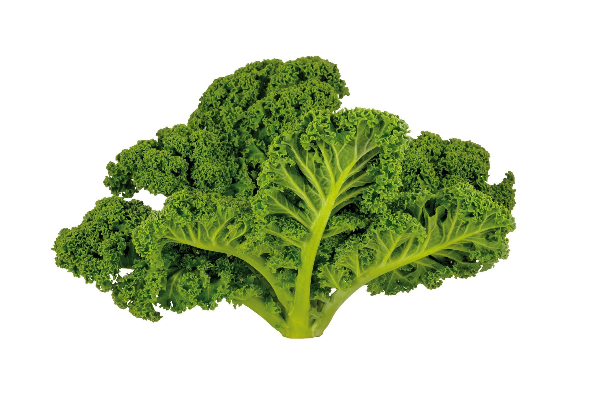 Superfood Grünkohl - Gesundes Gemüse für tolle Rezepte