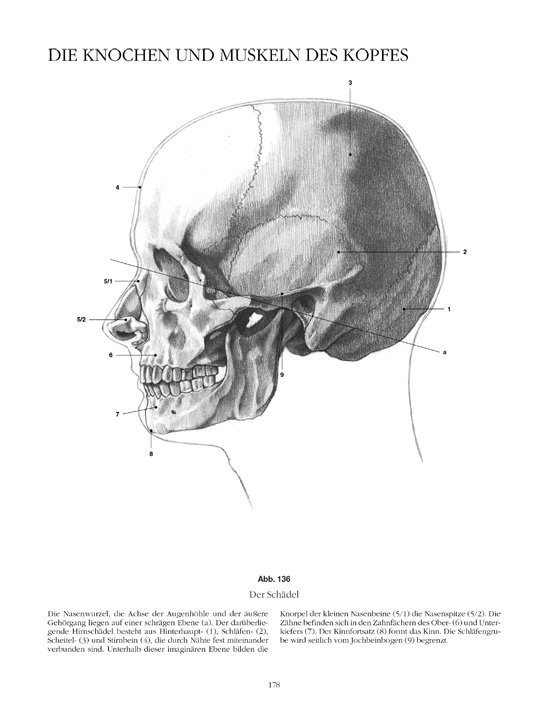 Anatomische Zeichenschule Menschen Zeichnen