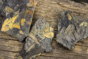 Fossilien vom Piesberg