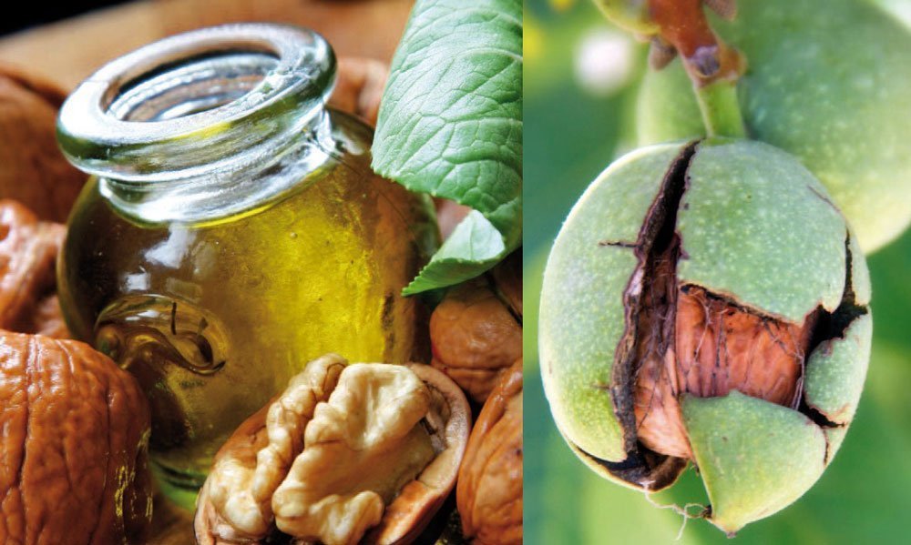 Walnüsse und Walnussöl - lecker!, ©Fotolia