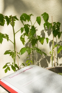 Balkon - Tomaten