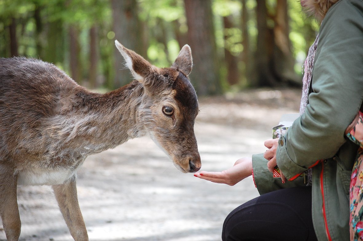 Besondere Natur-Erlebnisse im Wildpark Schwarze Berge (Foto: © Kira Ahrens, Wildpark Schwarze Berge) Besondere Natur-Erlebnisse im Wildpark Schwarze Berge (Foto: © Kira Ahrens, Wildpark Schwarze Berge)
