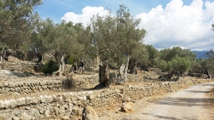 Mediterrane Vegetation, wohin das Auge reicht: Olivenbäume in der Sierra de Tramuntana, einem Gebirgszug im Nordwesten von Mallorca 