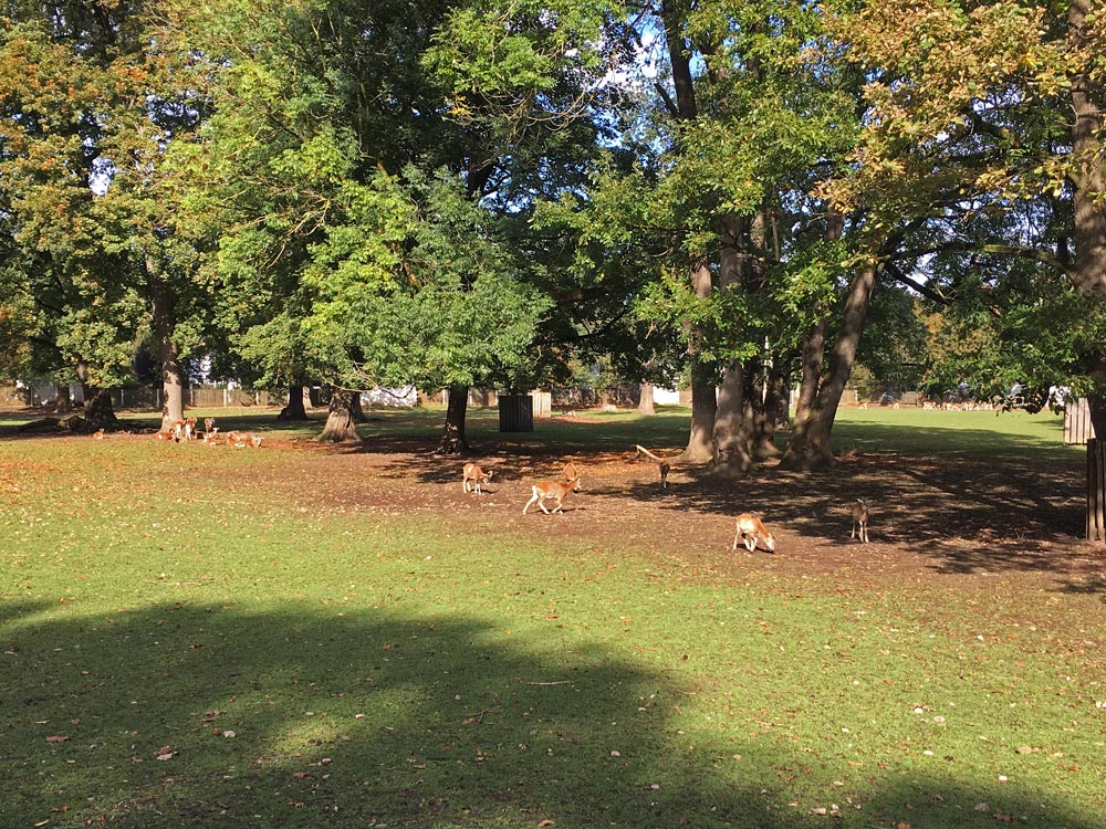 Hirschgarten Damwild im Königlichen Hirschgarten München