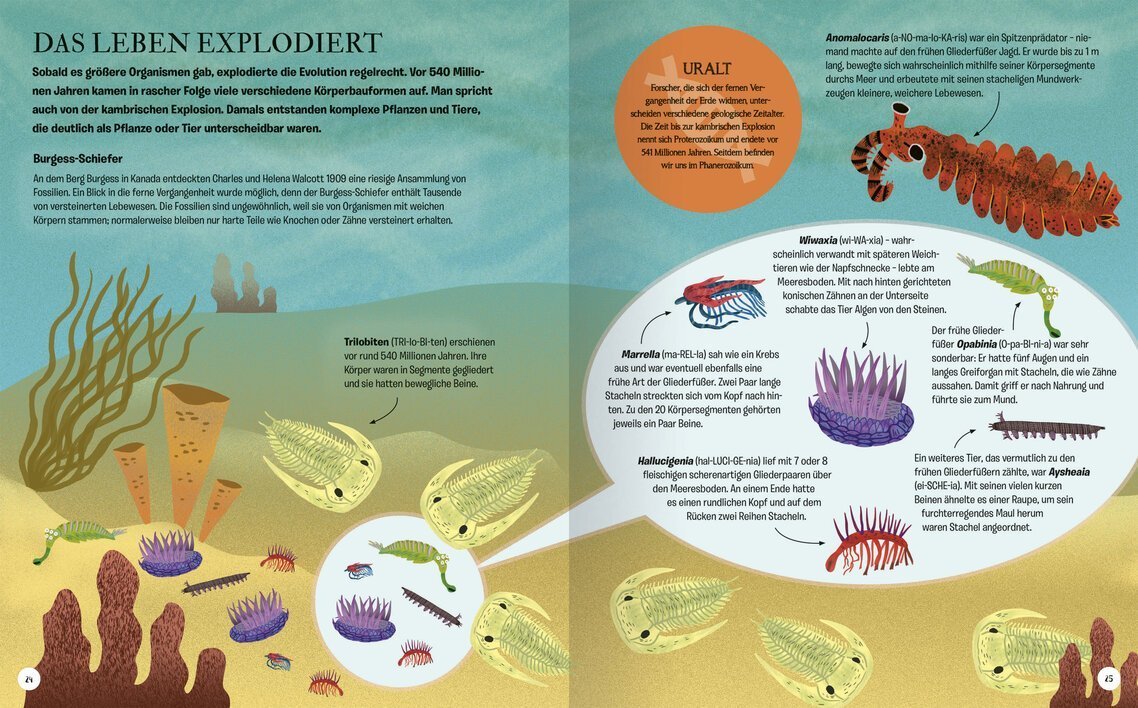 Ein informatives Infografik-Bild über die kambrische Explosion, das verschiedene alte Meereslebewesen wie Trilobiten, Wiwaxia und Hallucigenia zeigt, sowie deren evolutionäre Merkmale und Lebensweisen, um die Vielfalt des Lebens vor 540 Millionen Jahren darzustellen.