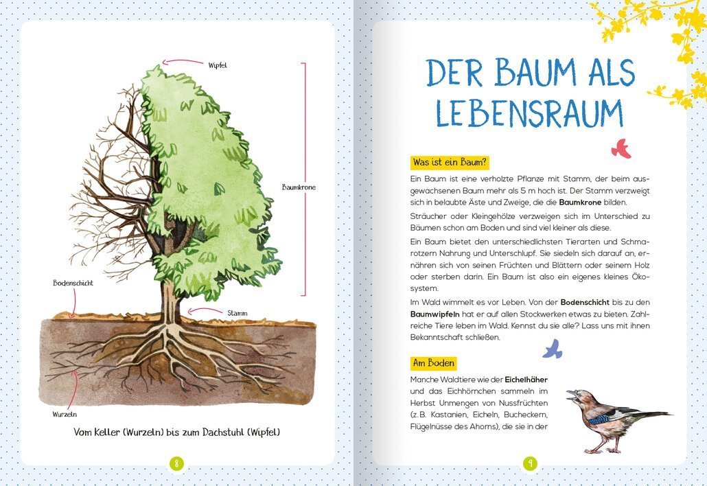 Illustration eines Baums mit Beschriftungen zu Wurzeln, Stamm, Baumkrone und Wipfel, die die Struktur und den Lebensraum eines Baums veranschaulichen.