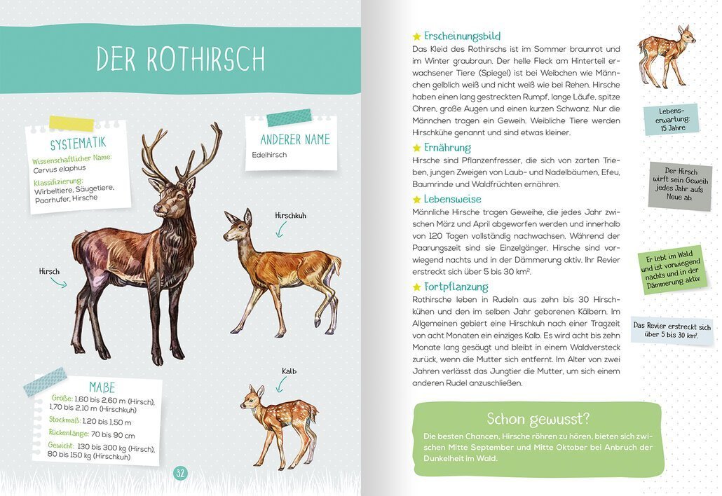 buchinnenseiten-MeinNaturführerWaldtiere3-978-3-7415-2467-