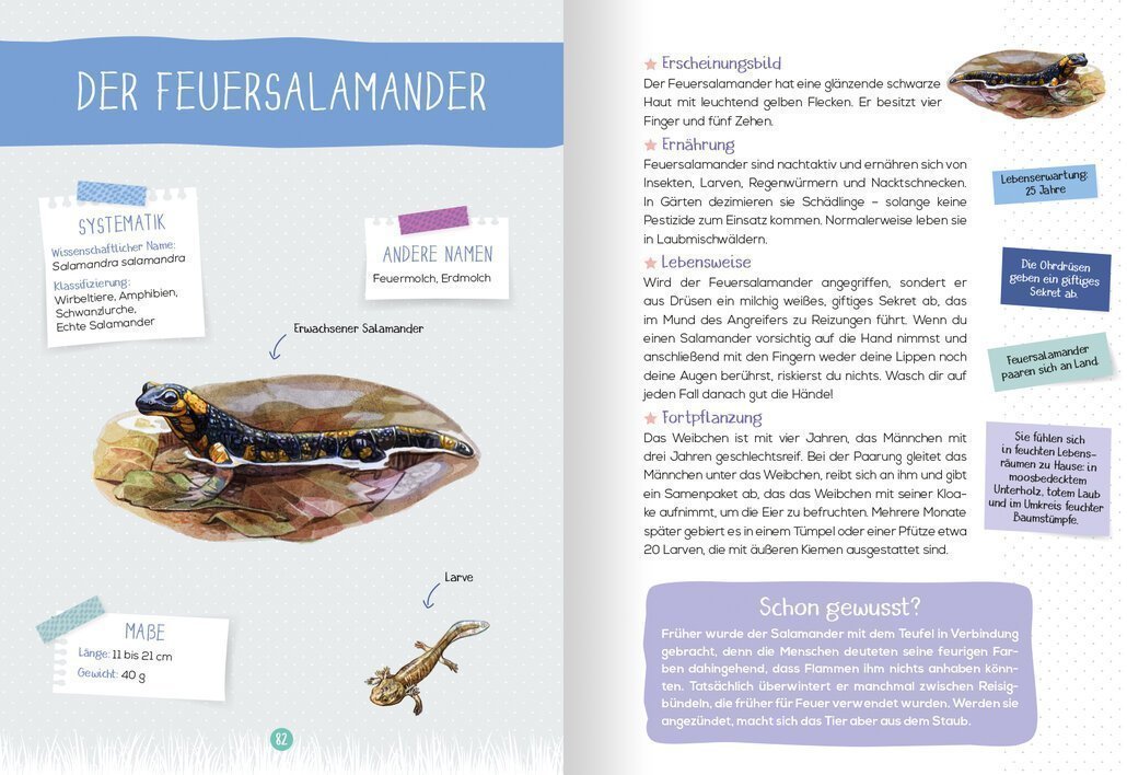 buchinnenseiten-MeinNaturführerWaldtiere4-978-3-7415-2467-