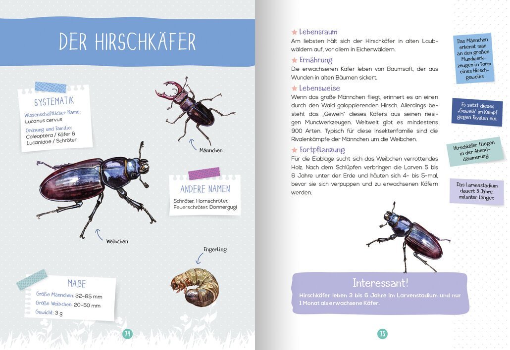 buchinnenseiten-Naturfuehrer-Insekten3-978-3-7415-2466-0