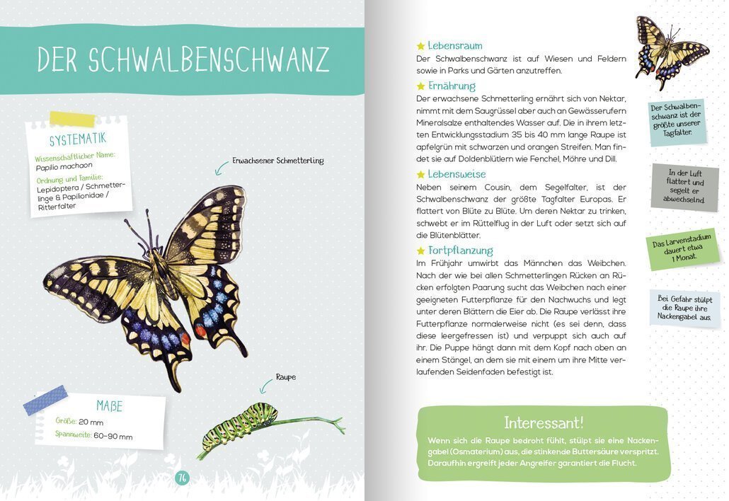 buchinnenseiten-Naturfuehrer-Insekten4-978-3-7415-2466-0