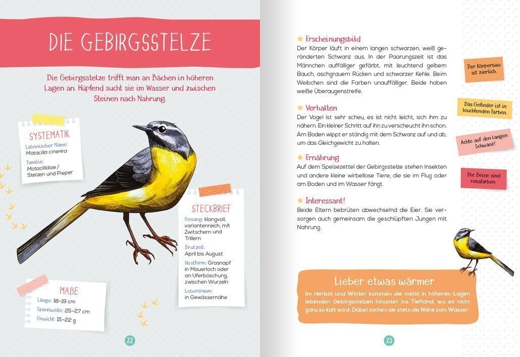buchinnenseiten-NaturfuehrerVoegel3-978-3-7415-2464-