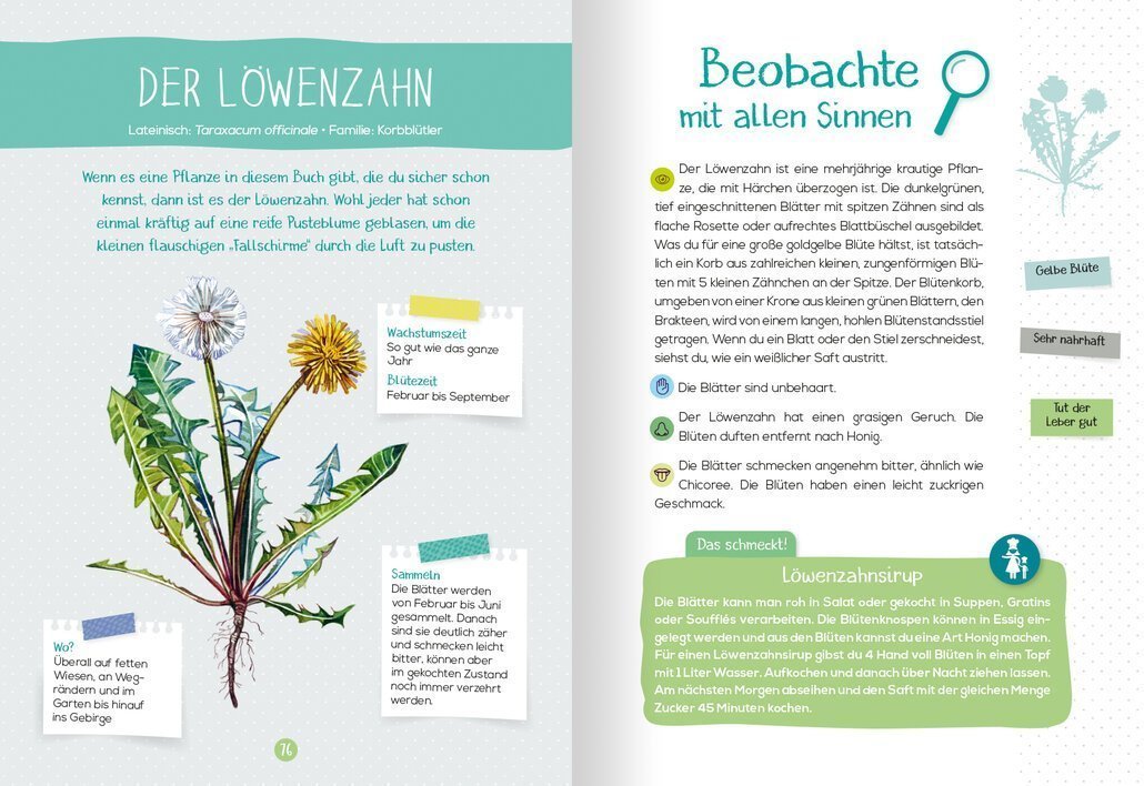 buchinnenseiten-Naturfuehrer_Wildkraeuter4-978-3-7415-2476-9