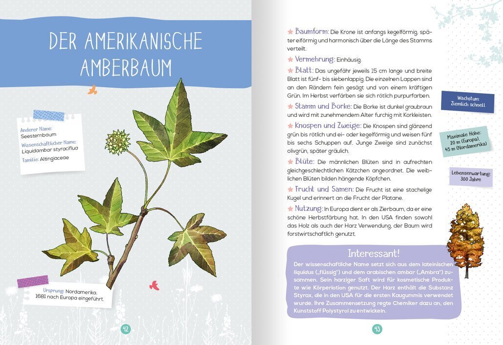 buchinnenseiten-Naturführer_Baume3-978-3-7415-2465-3