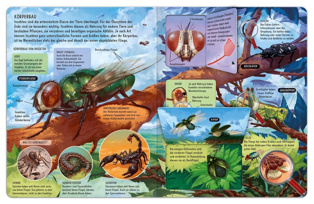 buchinnenseiten-Mein großes Klappenbuch Insekten2_978-3-7415-2539-1
