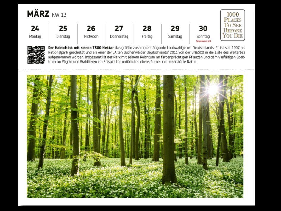 Hainich Nationalpark mit üppigem Laubwald und blühendem Bodendecker im Frühling.