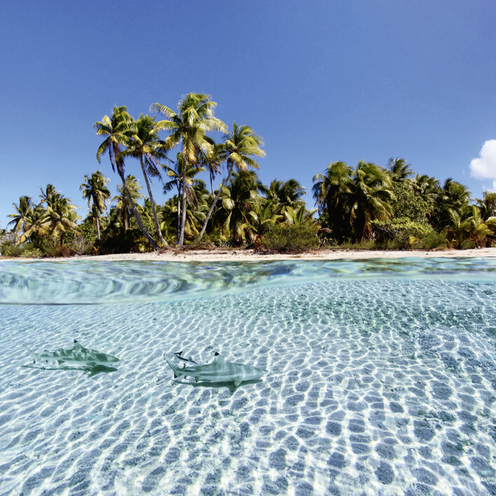 Tropischer Strand mit Palmen und zwei Haien im klaren Wasser.