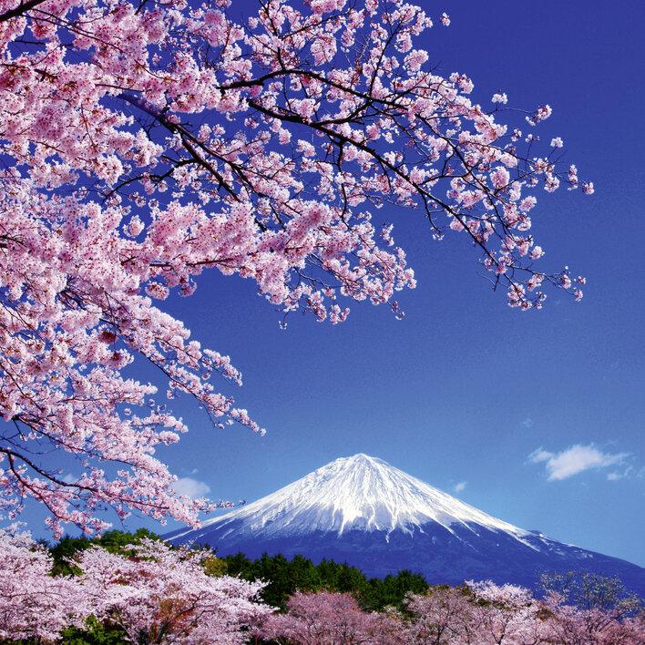 Kirschblüten vor dem Fuji-Berg unter klarem blauen Himmel.